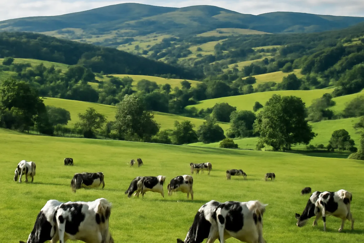 Pâturages de moyenne montagne des monts du Forez avec troupeau laitier