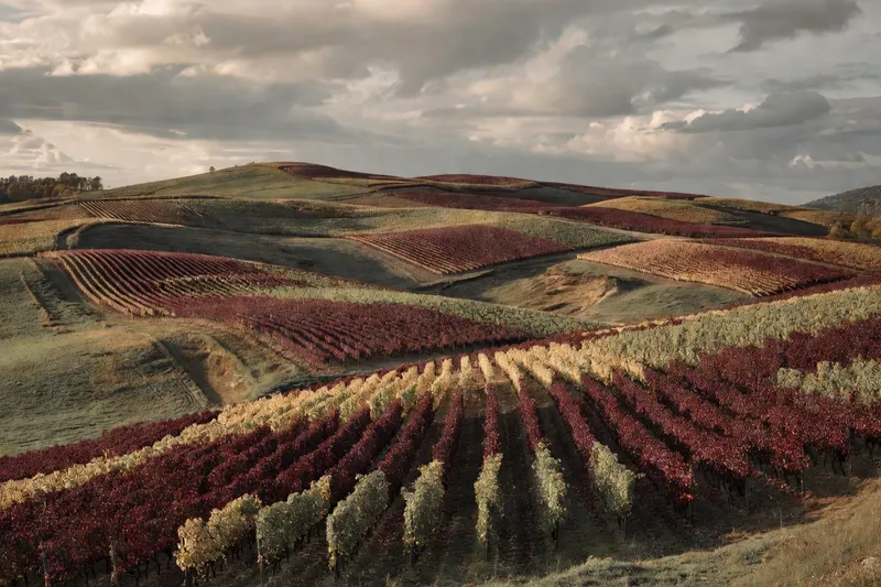 Vignes aux teintes rouges et dorées de l'automne sur un coteau du Forez avec hameau en arrière-plan